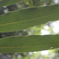 Diospyros malabarica (Desr.) Kostel.